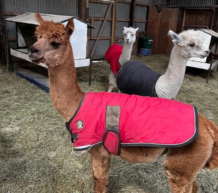 Biochemical Research at Boston Children’s Hospital, USA