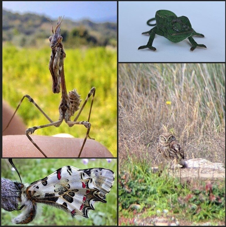 Volgelschutz auf der Insel Samos, Griechenland