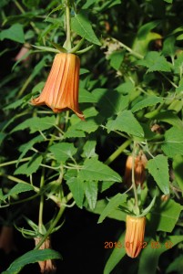<em>Canarina canariensis</em> (L.) Vatke (Campanulaceae)