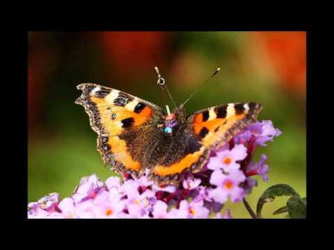 YouTube-Video-Thumbnail