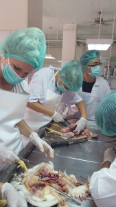 Pia und Rike bei der Sektion.